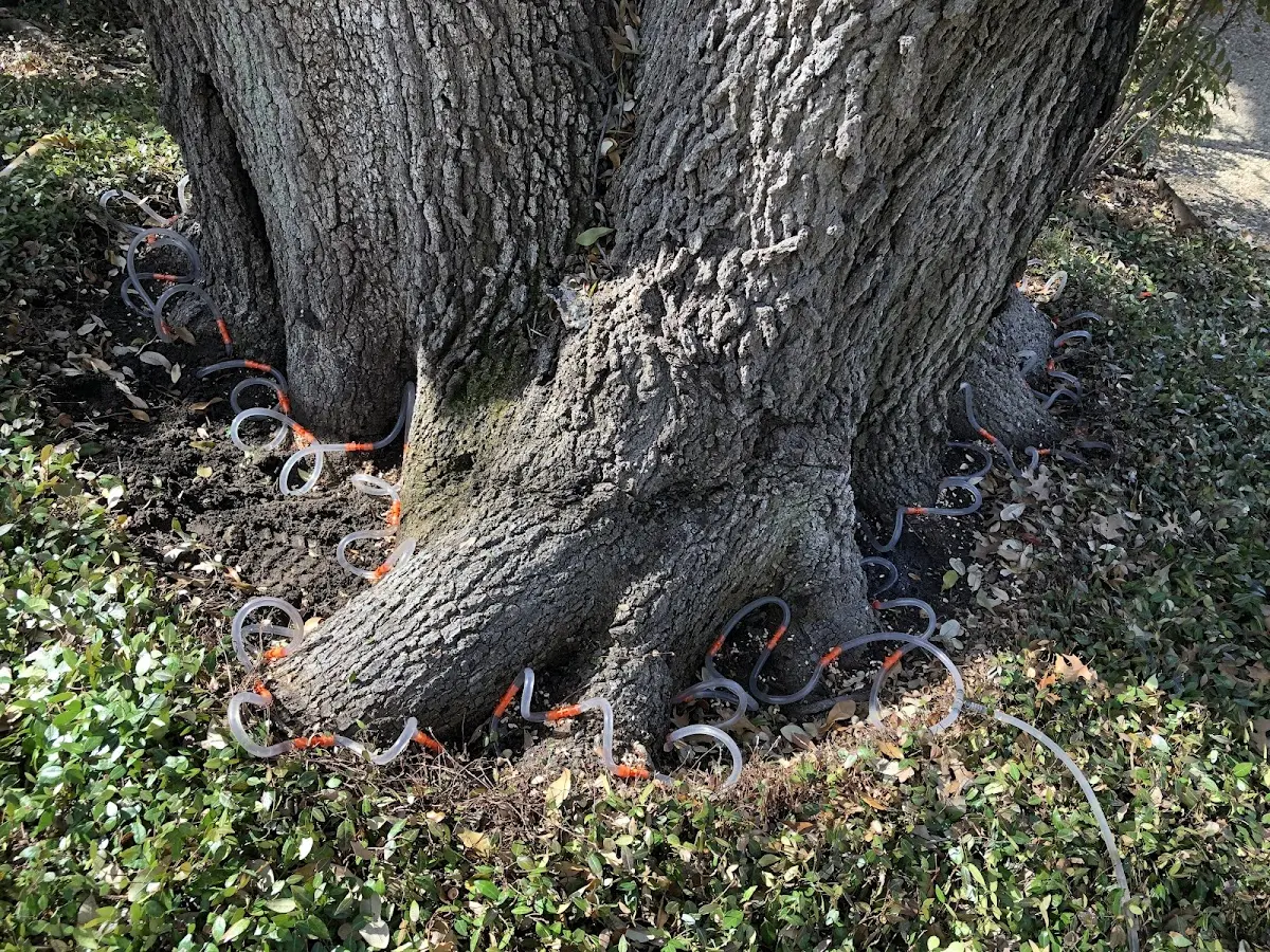 Detailed Tree Cabling and Bracing job site in Miami