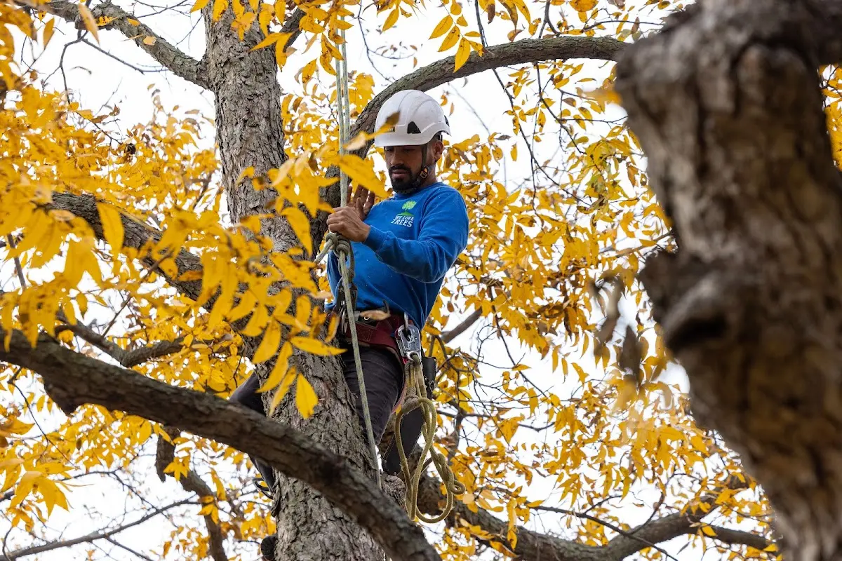 Skilled Tree Planting crew working in Miami