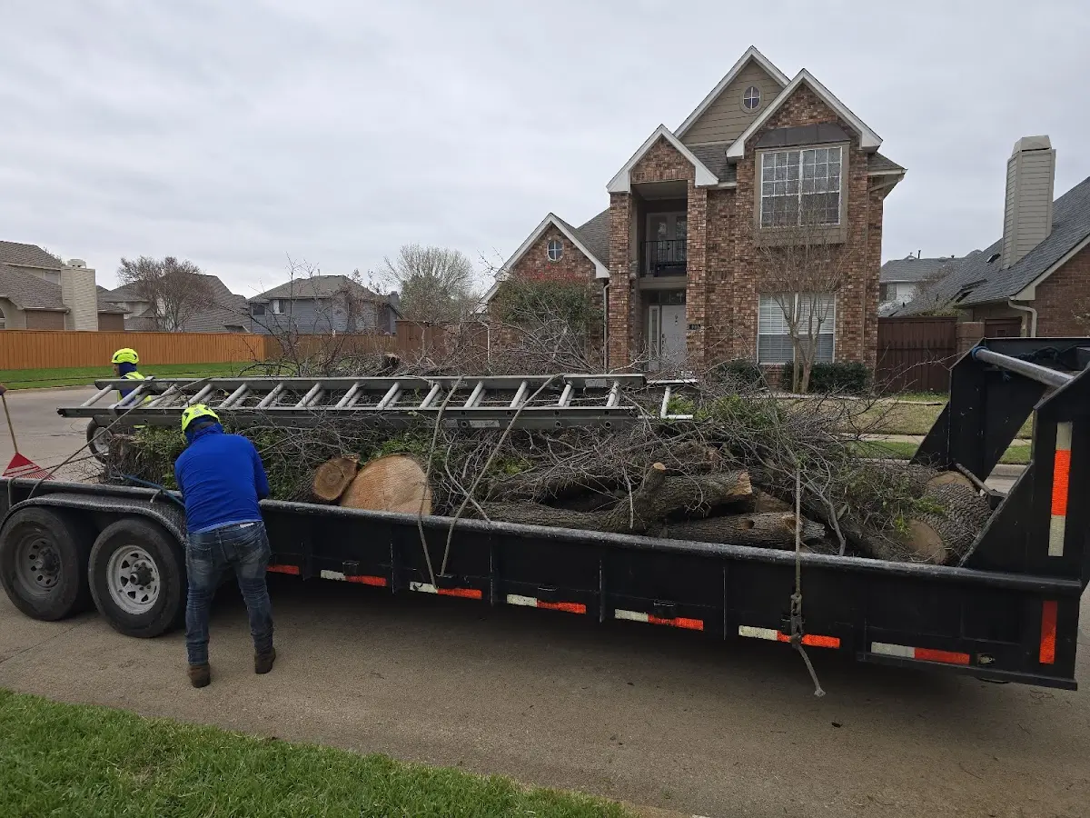 Expert Tree Pest Control with proper safety equipment in Miami